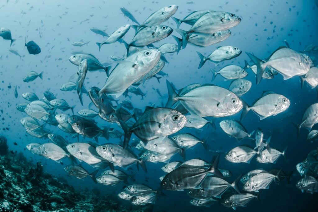 bluefin tuna swimming in a shoal 