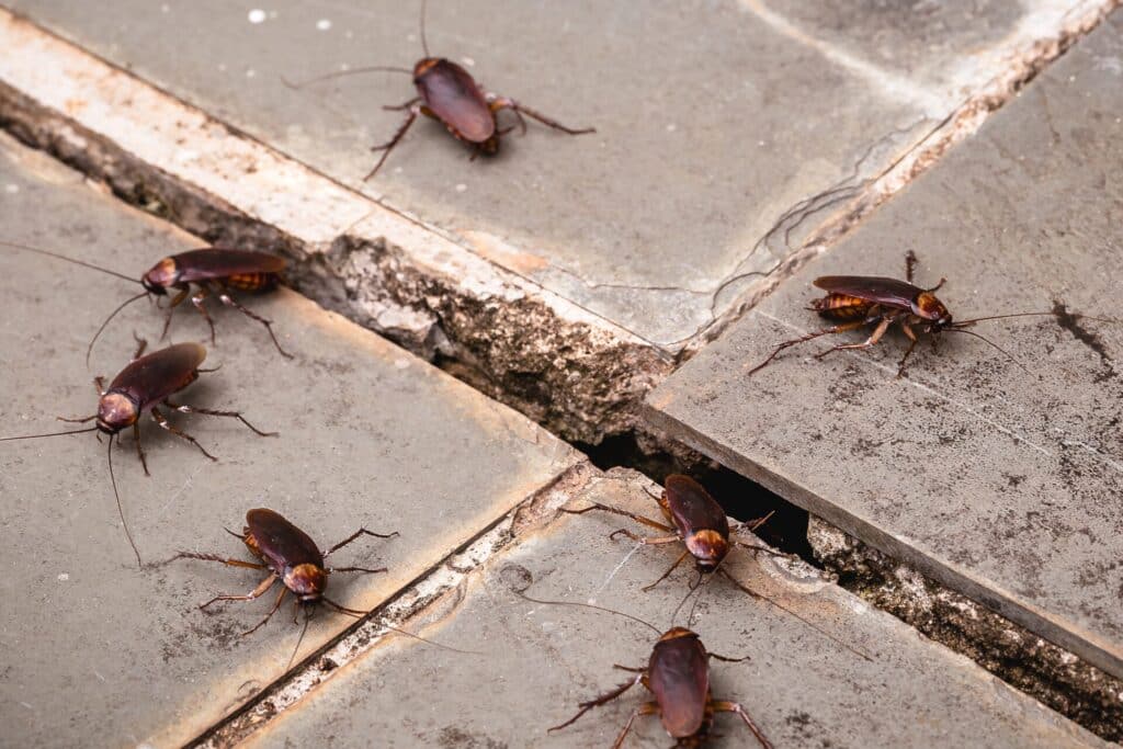 cockroach pests coming out of crack in pavement 