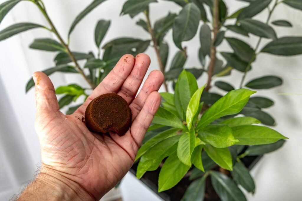man putting coffee grounds on plant in windowsill garden