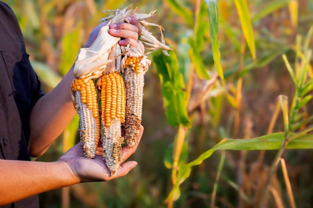 corn eaten by insects 